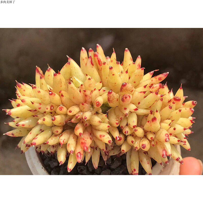 黄金芝麻虎鲸韩国多肉室内绿植盆栽多肉贵货多肉稀有多肉老桩多肉