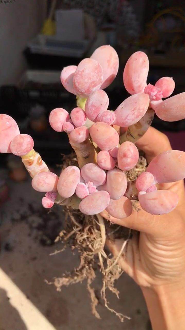 原始奶酪蛋黄奶酪多肉植物稀有品种罕见多肉老桩群生进口一物一拍