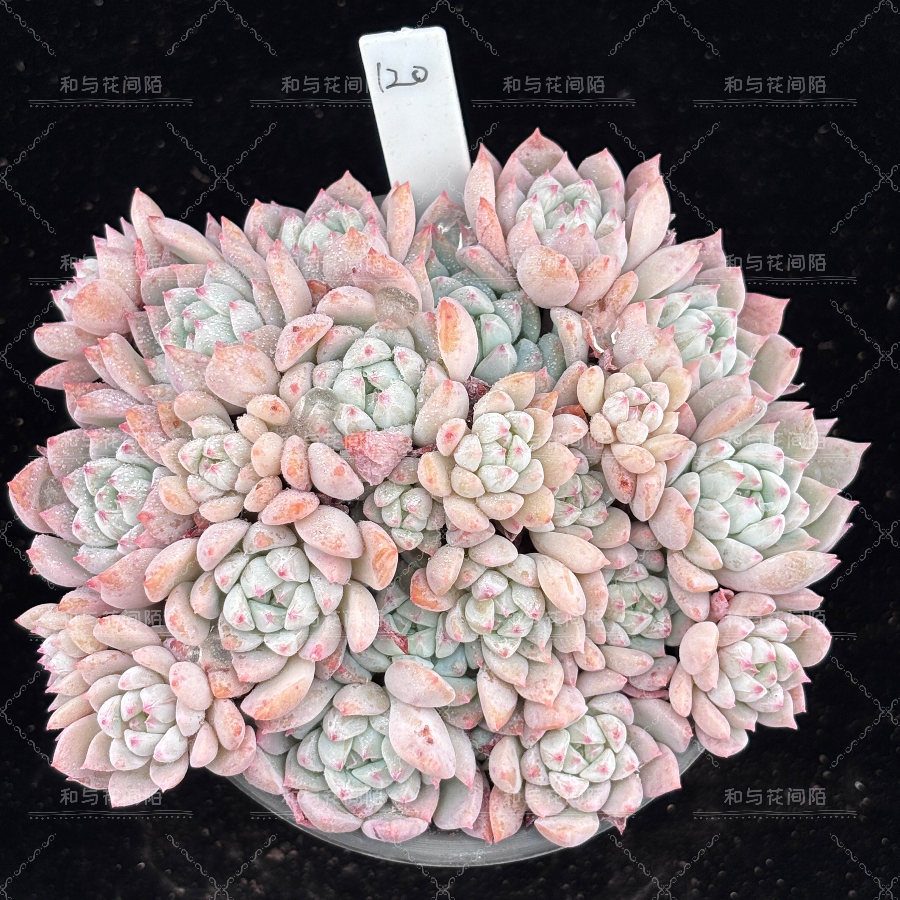 霜花【一物一拍】多肉植物云南盆栽绿植室内花卉阳台好养办公室