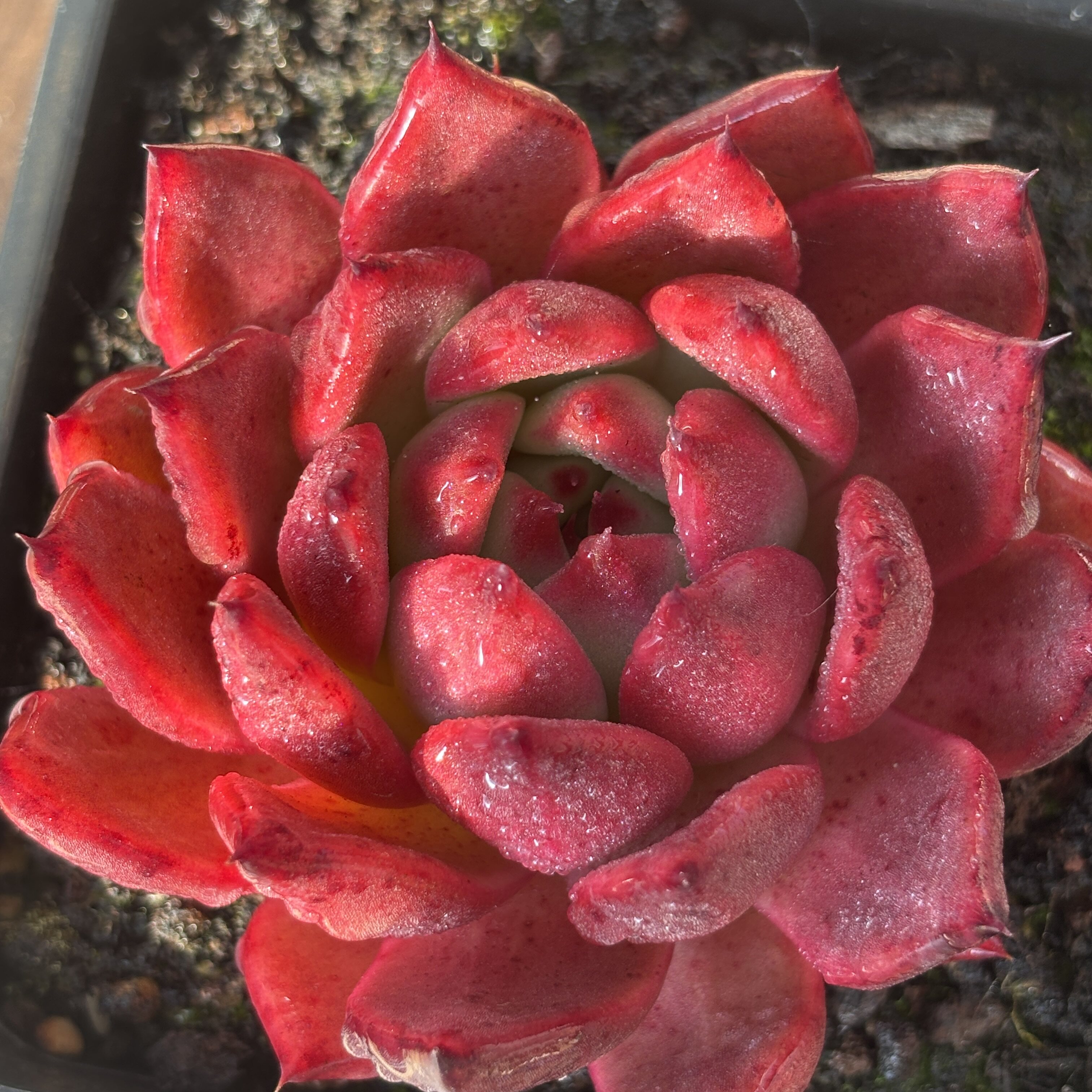 钻石贝拉多肉植物室内花卉