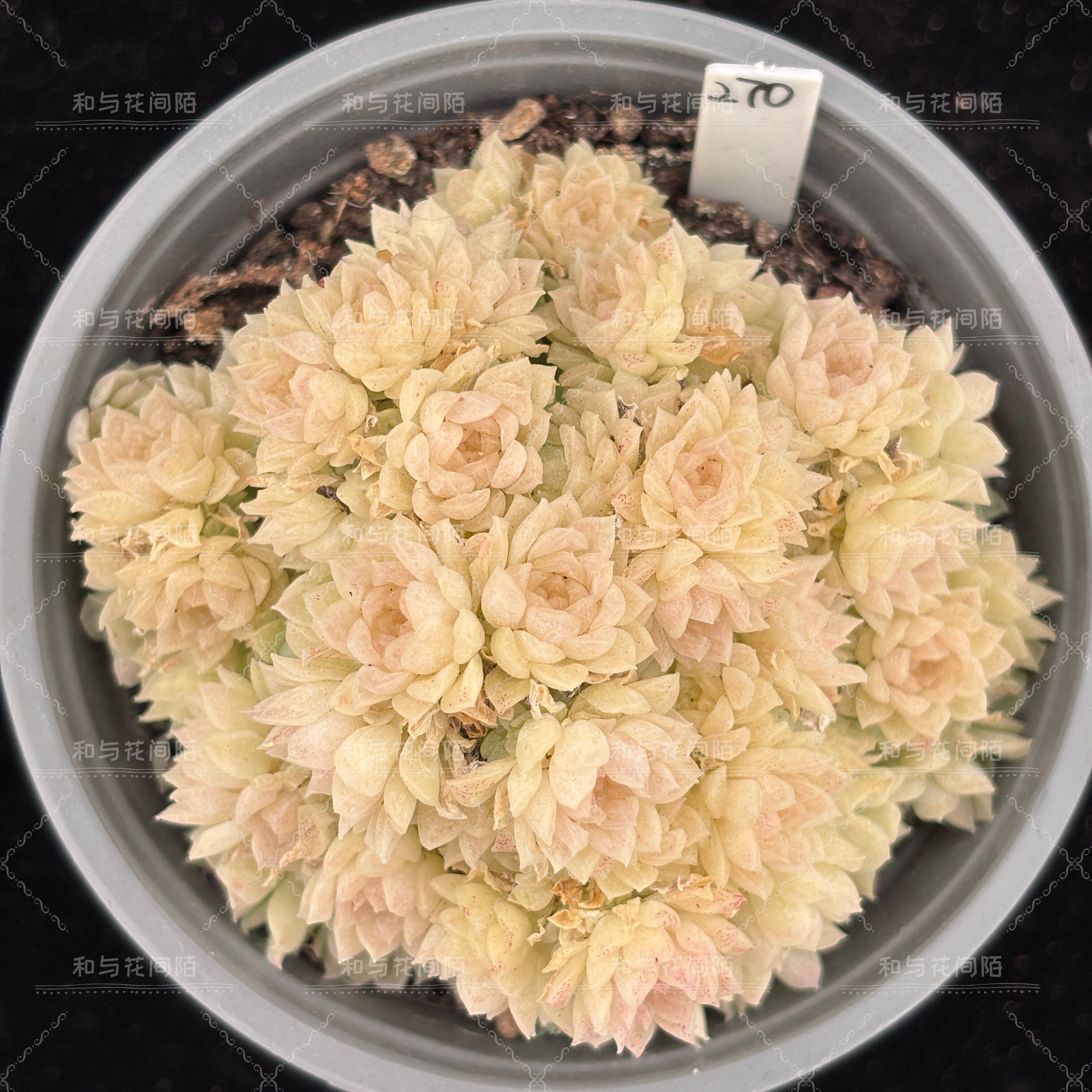 爱杜丽尔麦秆多肉植物10厘米盆