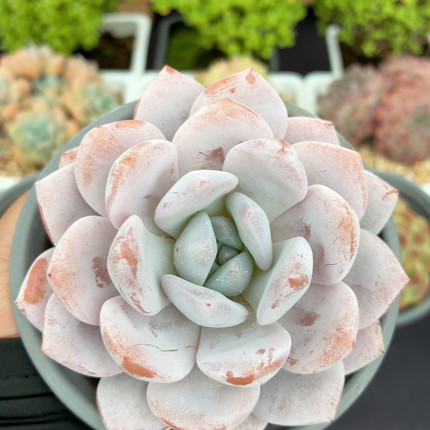 橙子