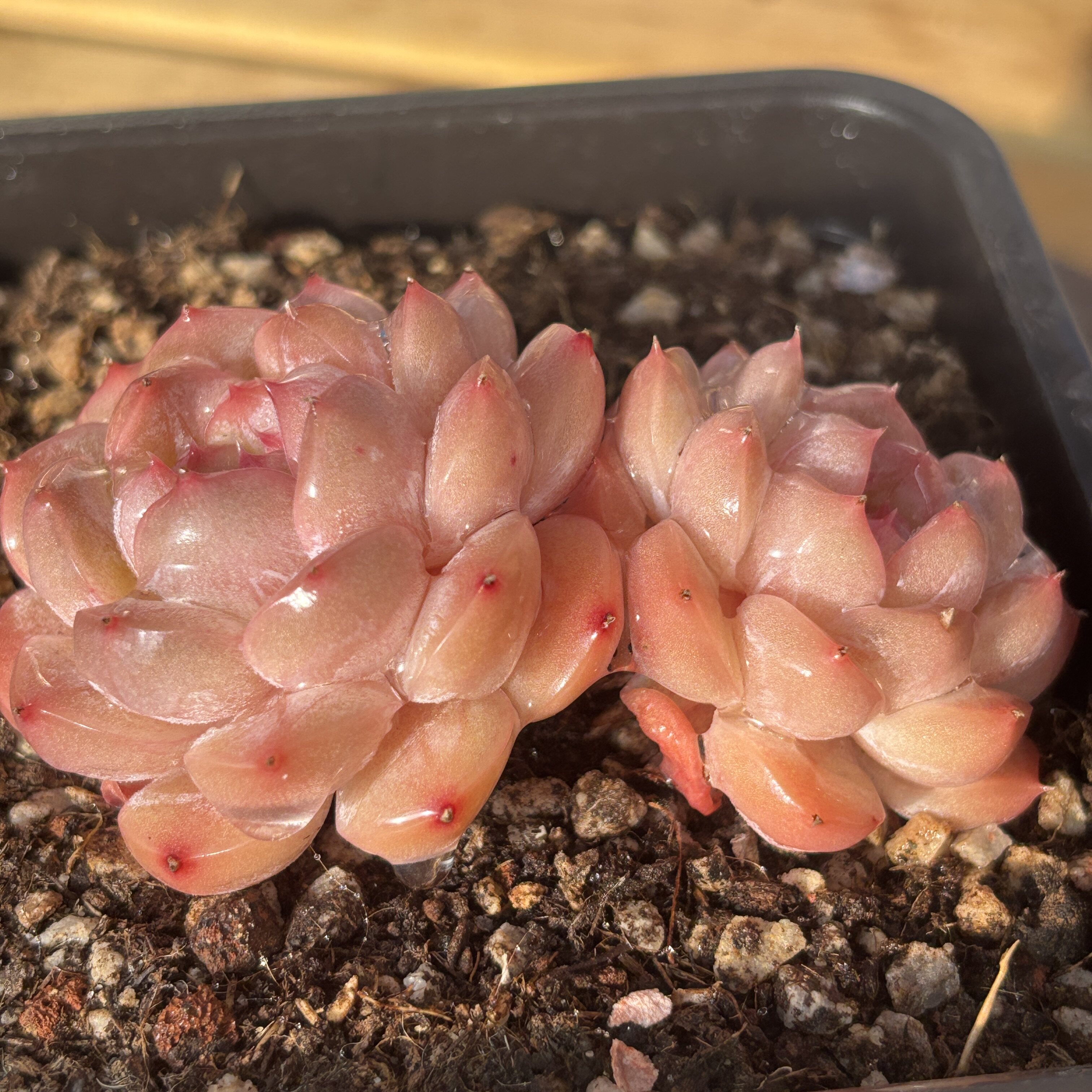 浩然 多肉植物云南盆栽鲜花绿植室内花卉老桩好养办公室精品