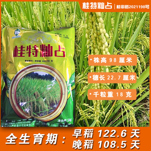 桂潮米肠粉稻珍桂矮水稻种子
