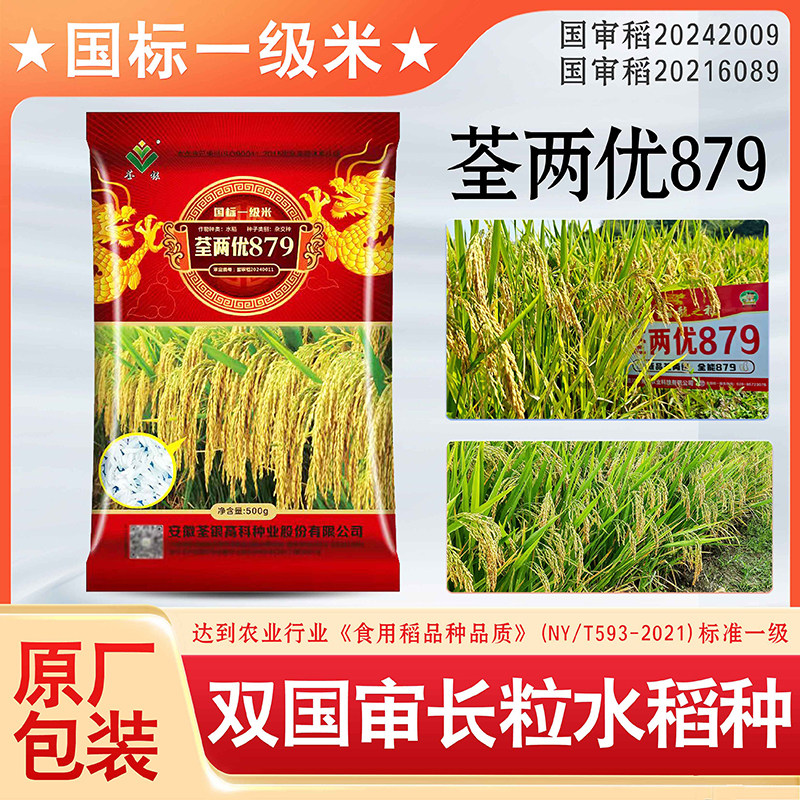 优质原装国标一级长粒水稻种子荃两优879大穗双国审水稻种子