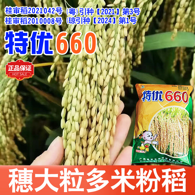 穗子大结实率高产量好