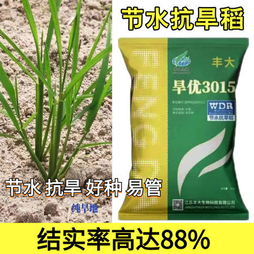 节水抗旱、米质好、结实率高