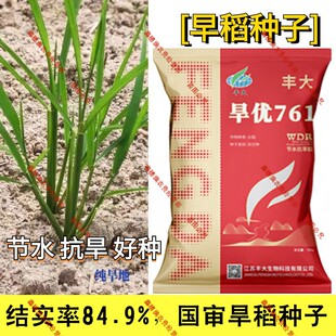 国审旱稻种子旱优761结实率高杂交水稻种子水旱两用节水抗旱稻
