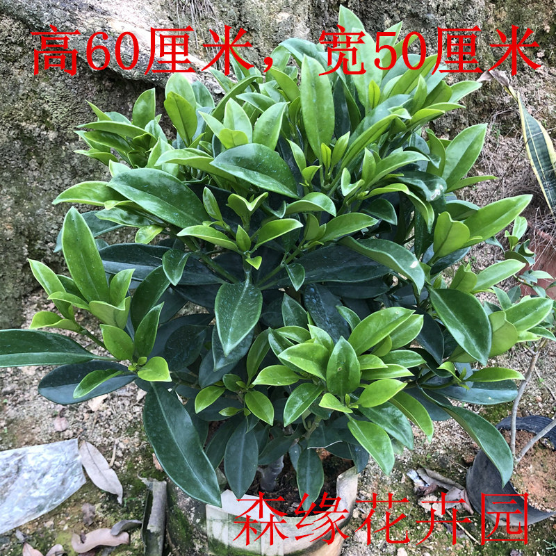 非洲茉莉四季常绿热销花卉客厅办公室高档盆栽非洲茉莉苗带土发货