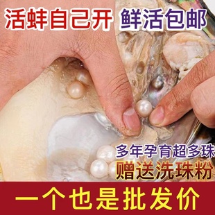 自己开珍珠蚌淡水天然活蚌多珠蚌取珠贝壳珍珠活体现货鲜活爱迪生