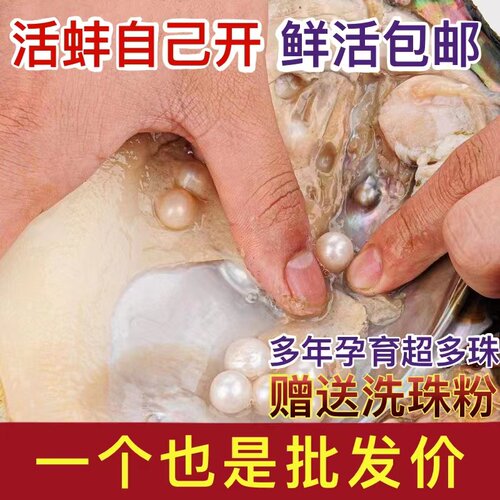 自己开珍珠蚌淡水天然活蚌多珠蚌取珠贝壳珍珠活体现货鲜活爱迪生