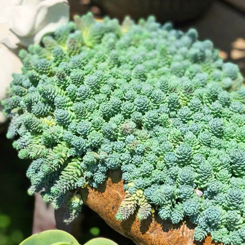 旋叶姬星美人大盆群生爆盆多肉植物大姬星护盆草好养组合盆栽包邮