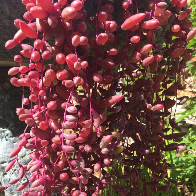 紫玄月佛珠吊兰情人泪多肉植物大盆彩色垂吊室内绿植盆栽新手好养