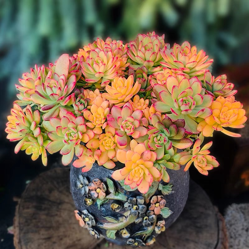 小叮当锦多肉植物超大老桩大颗萌肉肉稀有锦贵货精品花卉盆栽清仓