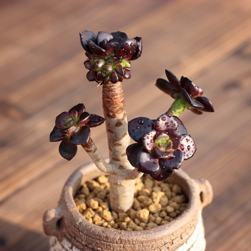 小黑豆黑法师多肉植物多头巨型稀有超萌肉肉绿植盆栽清棚新手好养