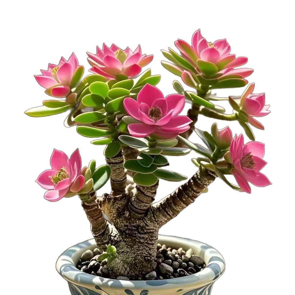 浓香型开花摇钱树吸财发财姬红花月老桩盆栽多肉植物花卉招财