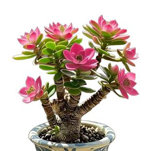 浓香型开花摇钱树吸财发财姬红花月老桩盆栽多肉植物花卉招财