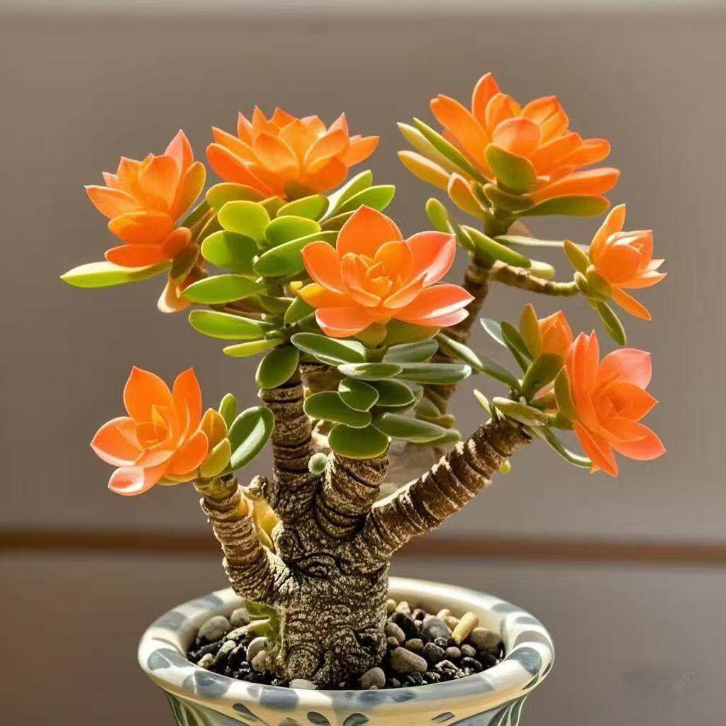 浓香型开花摇钱树吸财发财姬红花月老桩盆栽多肉植物花卉招财