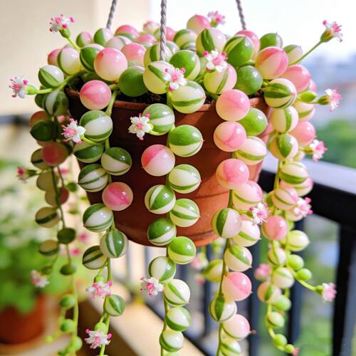 粉心吊兰彩虹佛珠锦爱之蔓多肉植物稀有品种办公室阳台精品盆栽