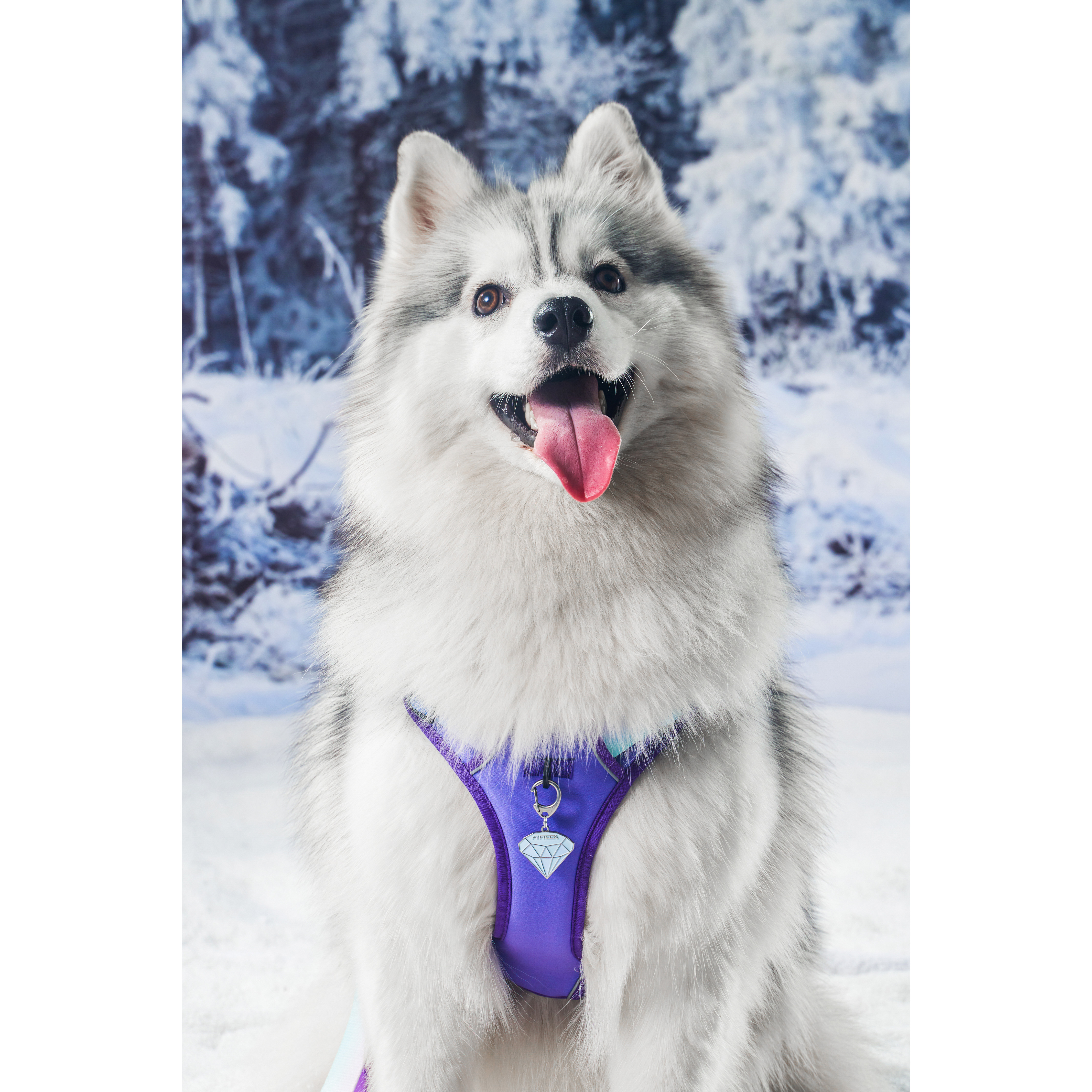 FIFTEENPET狗狗中大型胸背时尚