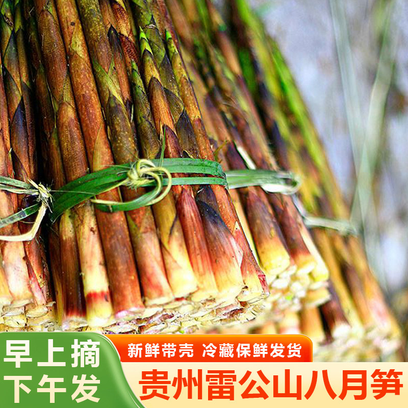 贵州雷公山八月笋新鲜现摘现发野生带壳石竹笋刺竹笋甜竹笋五斤
