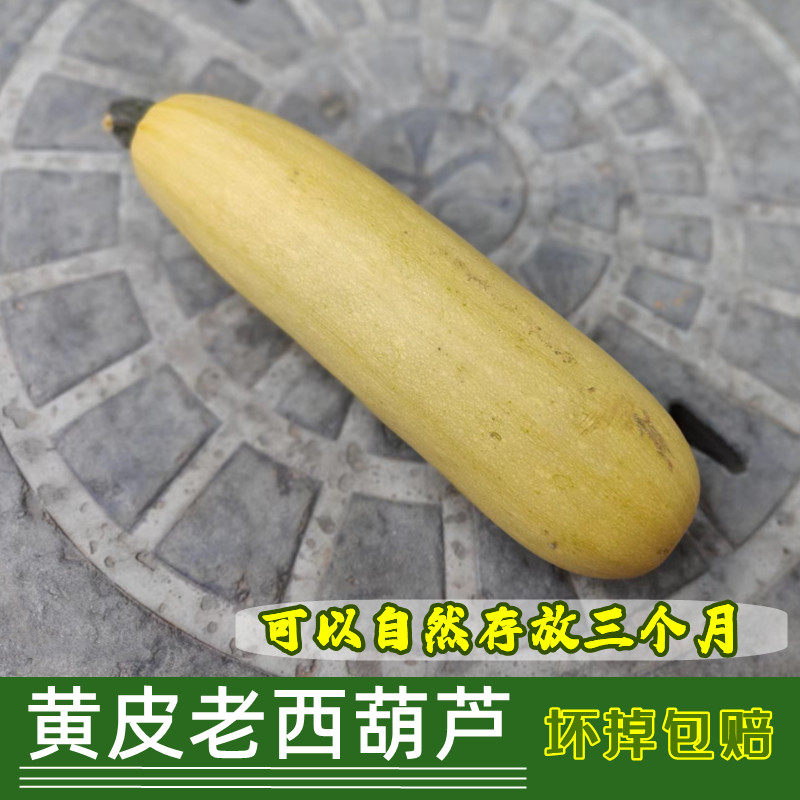现摘老西葫芦 硬皮西葫芦 老笋瓜 老角瓜 包饺子西葫芦黄皮西葫芦