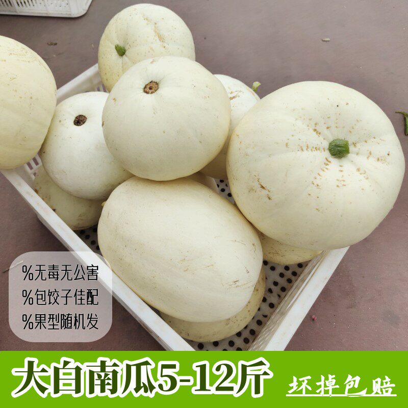 现摘白南瓜 新鲜笋瓜 现摘角瓜 包饺子吊瓜 做饺子馅南瓜河北蔬菜