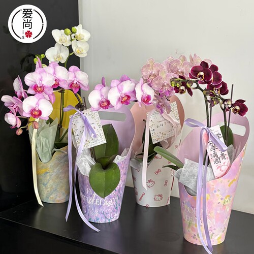 蝴蝶兰手提花盒盆栽绿植盒子