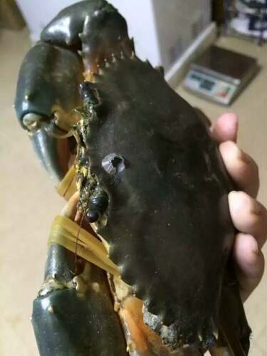锯缘青蟹。主食鱼虾贝类。肉质鲜美，营养丰富，兼有滋补强身之功效。省内鲜活发货，周边省份可活发，一般可以活3-5天，拍前先咨询客服，野生膏蟹不一定每天都有，且大小略有不同，按实际重量结算！