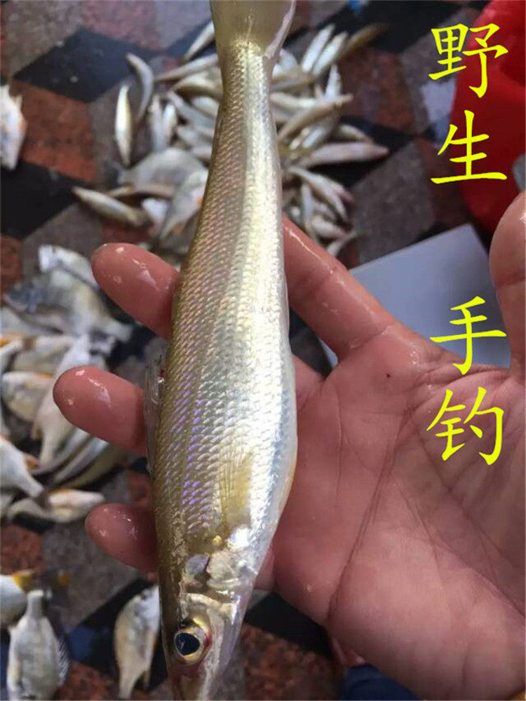 东山岛海鲜野生海捕手钓沙丁鱼金沙鱼沙尖鱼新活海鲜活鲜