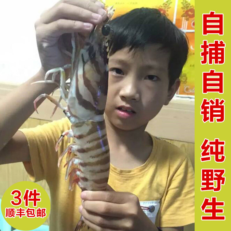 野生海捕斑节虾九节虾大虾海虾竹节虾对虾虎虾大明虾鲜活澳州龙虾