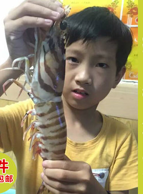 鲜活野生海捕澳州九节虾