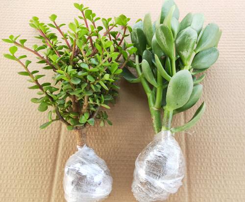 阳台窗台多肉植物金枝玉叶之舞