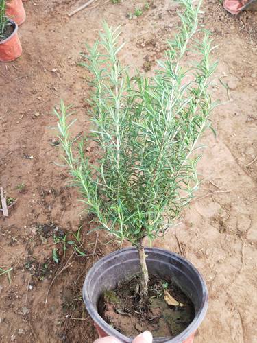 新鲜可食用盆栽香草牛排迷迭香大苗小苗绿植驱蚊净化空气耐寒植物