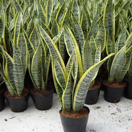 阳台室内桌面花卉植物盆栽虎皮兰