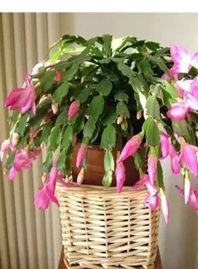 绿植绿植花卉带土盆景蟹爪兰