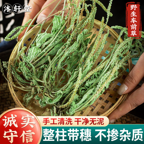 车前草野生车前草中药手工水洗
