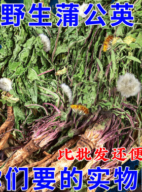整棵蒲公英中药材新鲜干货婆婆丁晒干的浦公英整株带跟根泡茶水喝