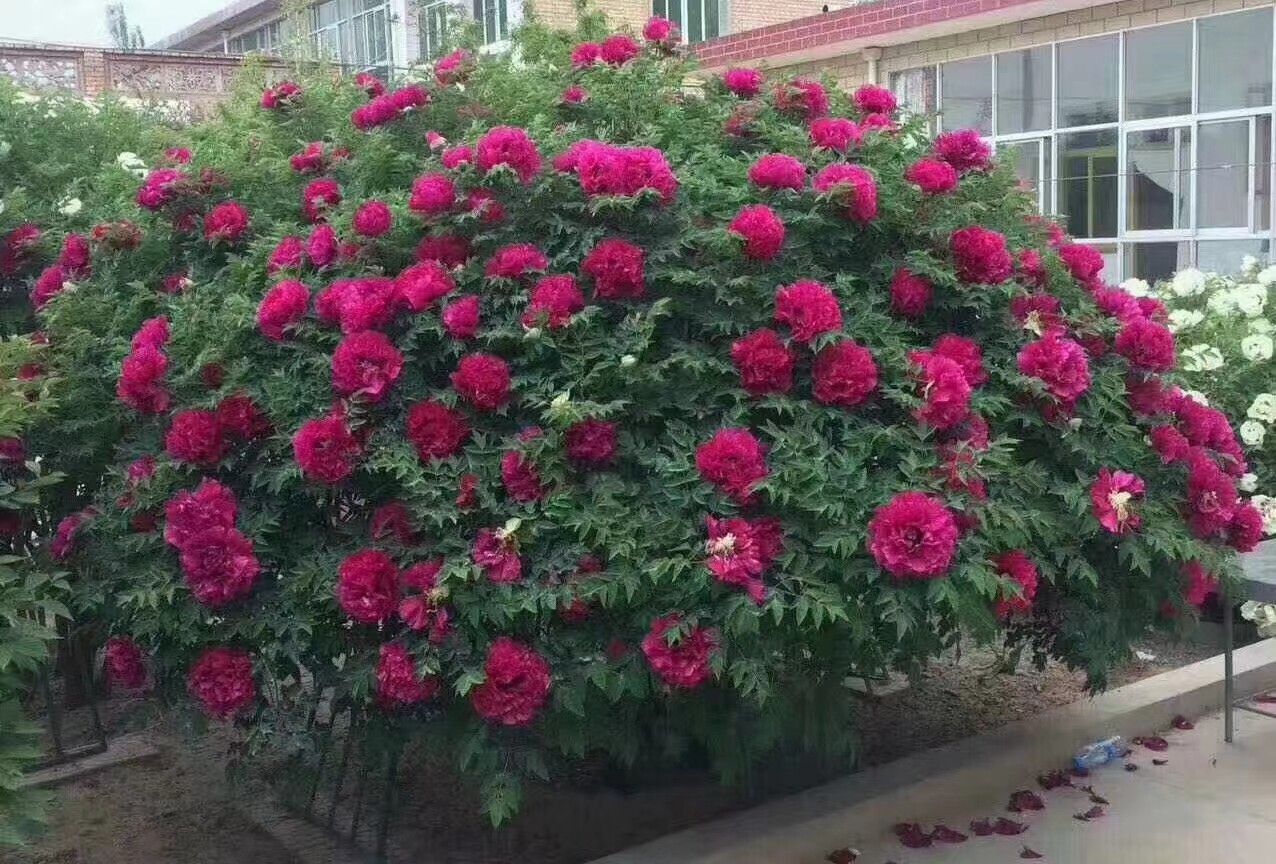 牡丹树 牡丹老桩 百年牡丹树 别墅牡丹 独杆花王 独杆岛锦独杆皇