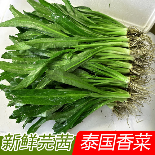 新鲜大香菜芫茜泰国食用冬阴功汤食材刺芹香菜大芫荽香料蔬菜调味