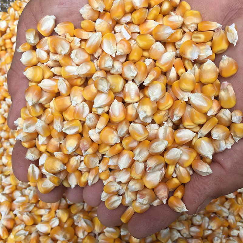 【2025年】优质玉米粒饲料批发
