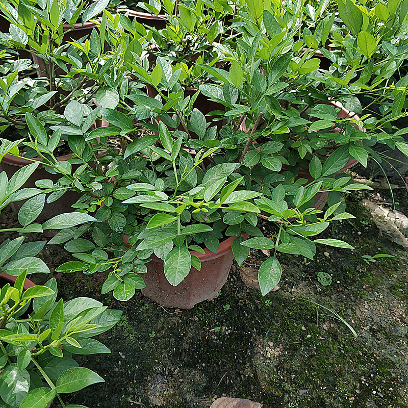 小槐花仙草树苗带土带盆发货