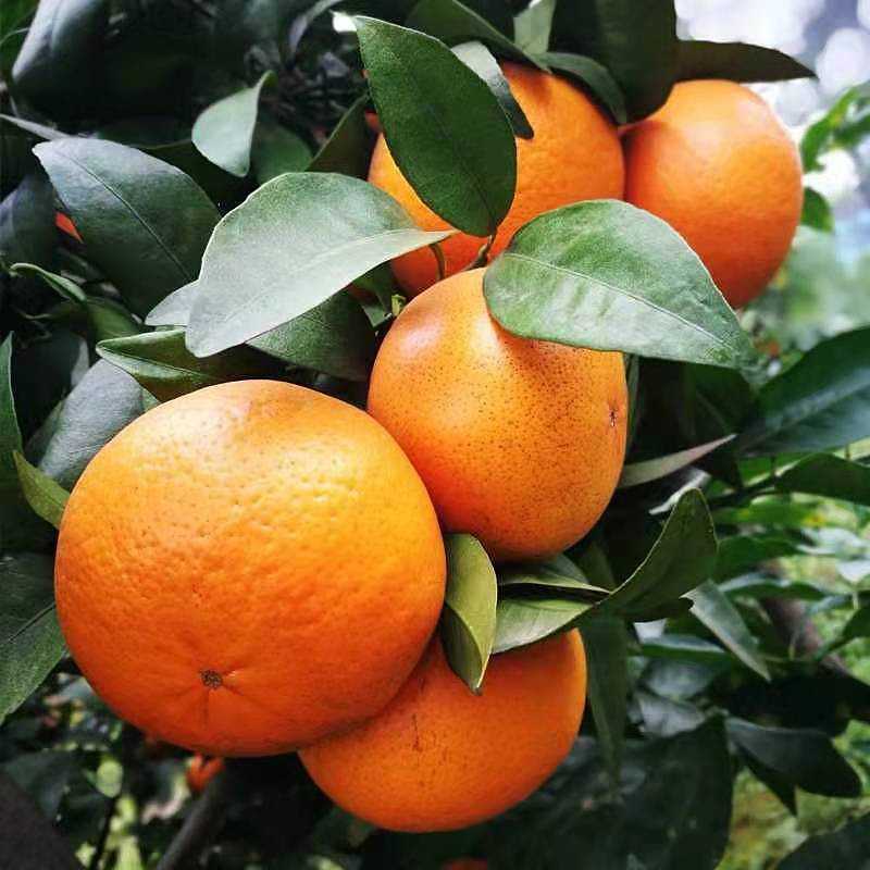 正宗沃柑果苗带土杯庭院园林室外种植果树柑苗柑橘果树苗