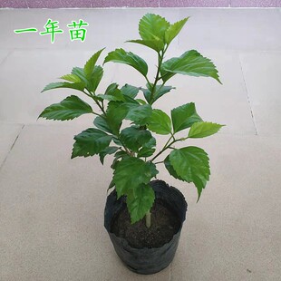 扶桑花带土发货阳台庭院室外花卉植物朱槿花大红花苗树苗盆栽绿植