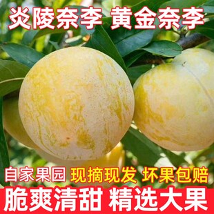 湖南炎陵高山黄金奈李果农直发李子孕妇儿童水果柰李5斤10斤包邮