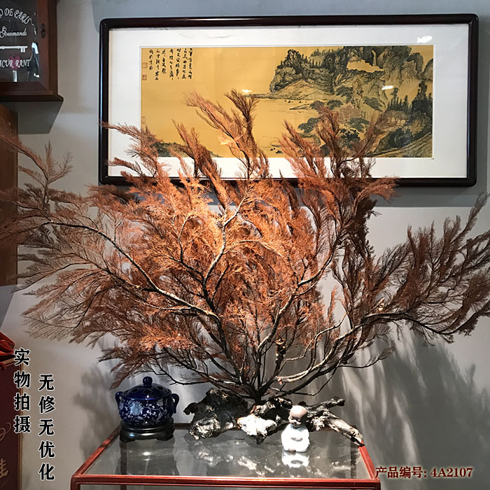 天然黑珊瑚活柳文玩店铺原树摆件送礼工艺品艺术品家居装摆饰包邮