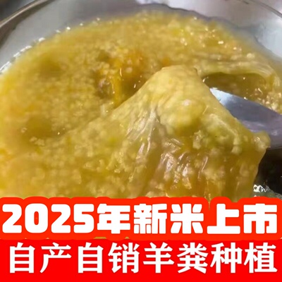 2025羊粪种植米脂油小米5斤