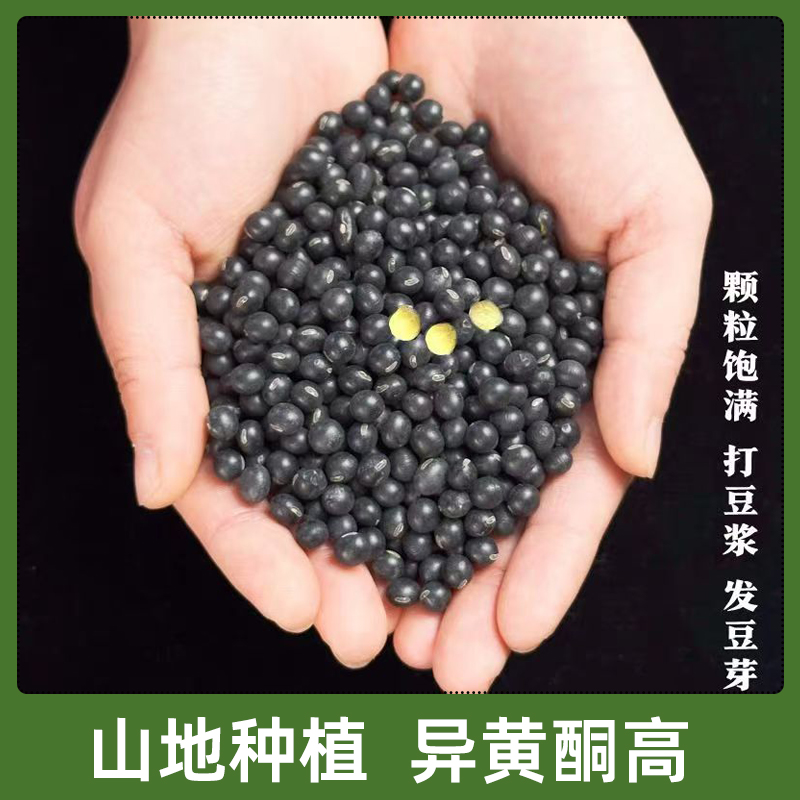 黄心土黑豆农家自产打豆浆