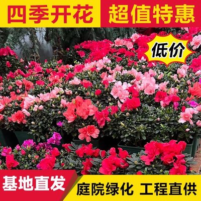 四季杜鹃四季开花带花苞低价