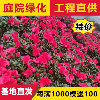 四季杜鹃花苗西洋杜鹃花盆栽四季开花室内外庭院别墅花卉易活花苗